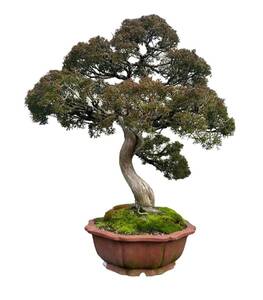 ■S★配送不可 東京都町田市引取り限定!!☆①真柏 しんぱく 樹高 約80cm 盆栽 Juniperus chinensis シンパク ジン シャリ ヒノキ科 観賞用