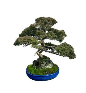 ■S★配送不可 東京都町田市引取り限定!!☆⑤真柏 しんぱく 樹高 約49cm 盆栽 Juniperus chinensis シンパク ジン ヒノキ科 常緑樹 観賞用