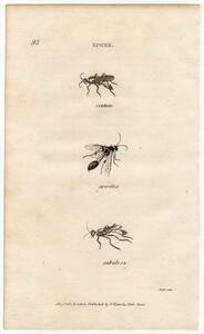 1806年 Shaw 銅版画 ジガバチ科 アラメジガバチ ツチバチ科 ニワツチバチ 博物画 2枚