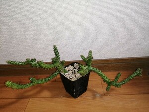 エディスコレア　グランディス　ガガイモ　レア 多肉植物