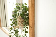 壁や窓辺を伸びやかな葉が爽やかに飾り付け 人工観葉植物 13.5×10×高さ115cm ハンギングタイプ A リーフ 空気を綺麗にする CT触媒 消臭_画像5