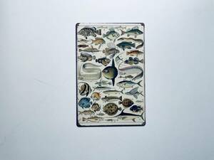 ブリキ看板 20×30㎝ フィッシング 魚 バス 魚拓 釣り レトロ調 釣り お洒落 FISHER 図鑑 ガレージ アンティーク インテリア 新品 PRO-518