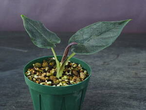 アロカシア 'Antoro Velvet' (Alocasia 'Antoro Velvet')