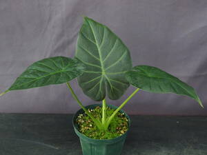 アロカシア 'Regal Shields' (Alocasia 'Regal Shields')