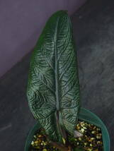 アロカシア スカルプラム (Alocasia scalprum)_画像2