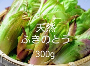 岩手県産　最終天然　ふきのとう 300g