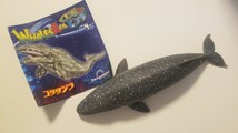 【コククジラ】くじら&Co. WHALES&Co. ビッグ フィギュア 海の生き物 _画像1