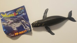 【ザトウクジラ】くじら&Co. WHALES&Co. ビッグ ザトウクジラ フィギュア 海の生き物 