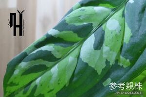 【ヒサイチplants】3.Aglaonema pictum tricolor Tapak tuan Aceh [MA1509-5] 増殖株 発送3/16.17限定