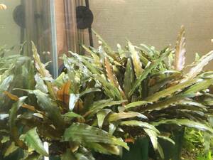  Cryptocoryne wenti Indonesia [ small bowl 2. minute ]+[ extra ]