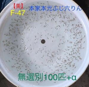 【美】F-47 本家本元・ふじ六りん100匹+α【無選別】《2024年/稚魚》地金、ロクリン、江戸地金、地金魚