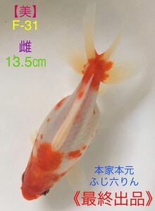 【美】F-31 本家本元・ふじ六りん/3歳魚（雌）最終出品《動画有り》地金、ロクリン、江戸地金