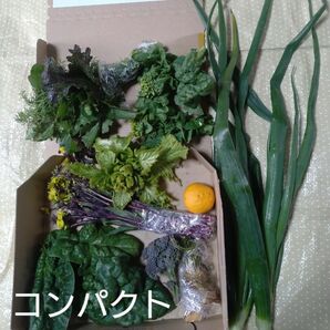 野菜セットコンパクト