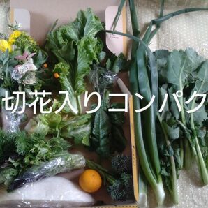 激安切り花入野菜コンパクト