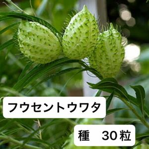 フウセントウワタ　風船とうわた　種　30粒