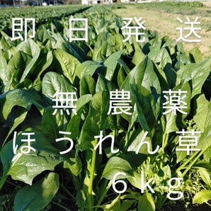 茨城産無農薬ほうれん草4kg