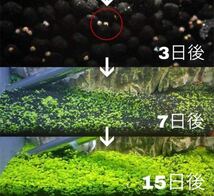 種から育てる水草　プレミアムシード　水草の種【大きい葉】10g_画像2