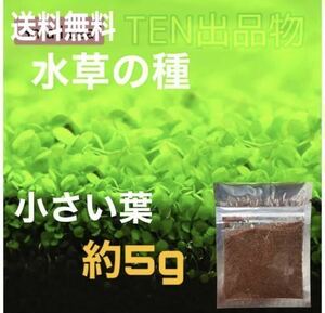 プレミアムシード　種から育てる水草　水草の種【小さい葉】5g