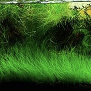 種から育てる水草 水草の種【ショートヘアーグラス系】5gの画像3
