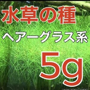 種から育てる水草 水草の種【ショートヘアーグラス系】5gの画像1