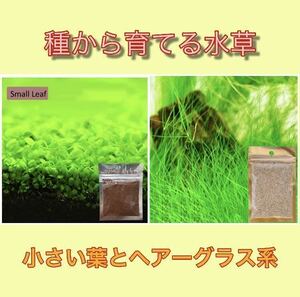 種から育てる水草　水草の種【小さい葉とヘアーグラス系】各5gセット