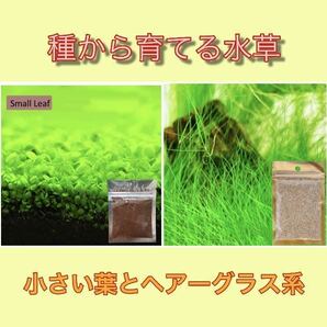 種から育てる水草 水草の種【小さい葉とヘアーグラス系】各5gセットの画像1