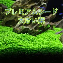 プレミアムシード　種から育てる水草　水草の種【大きい葉】5g_画像1