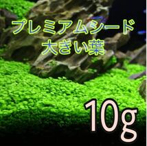 種から育てる水草　プレミアムシード　水草の種【大きい葉】10g_画像1