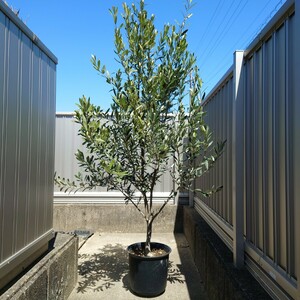 * olive. tree si pre si-no{H= approximately 1.8m*9 number pot } * 25
