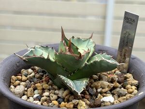 アガベチタノタ トリケラトプス カクタスグリーン Agave titanota 多肉植物 (検索 白犀牛 大白鯊 清桜 皇冠 シーザー ハデス スパチタ)