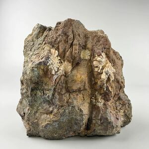 古美術 菊花石 約9.4kg 飾石 天然石 水石 盆石 鑑賞石 置物 自然石 飾物 紋石 原石 