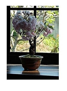 盆栽 観葉植物 人気 さくら盆栽 八重咲きの桜盆栽で 自宅でお花見が楽しめます