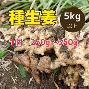 高知県産種生姜 大【5kg】