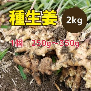 高知県産種生姜 大【2kg】