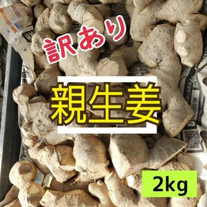 訳あり親生姜【2kg】土付き