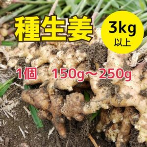 高知県産種生姜s【3kg】