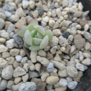 多肉植物 エケベリア・ドライアイスの画像1