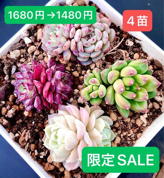 限定SALE★4苗1480円★韓国苗★氷苺双頭、紫羽双頭、千代田の松双頭、萌萌ボール双頭★可愛い紅葉大苗美苗★多肉植物★エケベリア