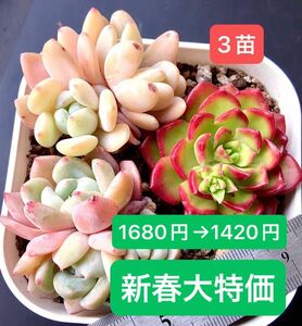 限定SALE★3苗1680円→1420円★韓国苗★幻の夢群生、ディヤ、冷光群生★可愛い紅葉大苗美苗★多肉植物★エケベリア