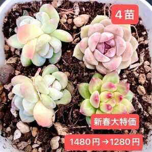 限定SALE★4苗1280円★韓国苗★氷玉双頭、千代田の松、氷水晶★可愛い紅葉美苗★多肉植物★エケベリア