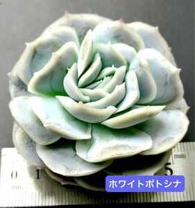 新入荷★韓国苗★ホワイトポトシナ★レア種★可愛い大苗★超美苗★多肉植物★エケベリア