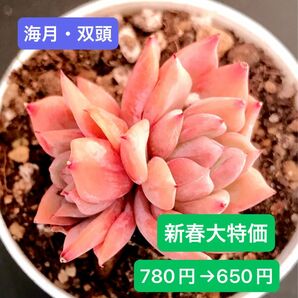 新春大特価★新入荷★韓国苗★海月双頭★可愛い紅葉超美苗★多肉植物★エケベリア