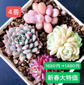 限定SALE★4苗1480円★韓国苗★紫羽双頭、ライアン、桃の玉双頭、クリ－ム美人双頭★可愛い紅葉大苗美苗★多肉植物★エケベリア