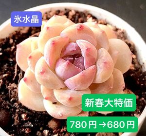 新春大特価★新入荷★韓国苗★氷水晶★可愛い紅葉超美苗★多肉植物★エケベリア