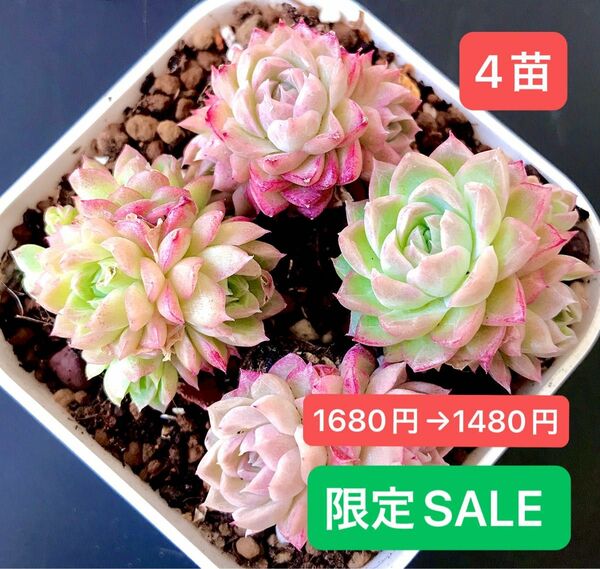 限定SALE★4苗1480円★韓国苗★桜プリン群生☆双頭★可愛い紅葉大苗美苗★多肉植物★エケベリア