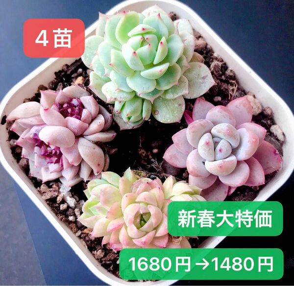 限定SALE★4苗1480円★韓国苗★天使の心双頭、桜プリン群生、デレンベルギ－、雪華★可愛い紅葉大苗美苗★多肉植物★エケベリア