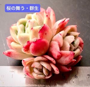 新入荷★韓国苗★桜の舞う・群生★レア種★可愛い紅葉大苗★超美苗★多肉植物★エケベリア