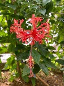 植物 フウリンブッソウゲ（風鈴仏桑花）