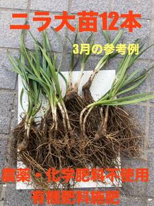 ニラ苗　12本　3年目以上の大苗　今年収穫可能　農薬不使用　有機肥料のみ施肥　コンパニオンプランツにも