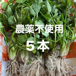 農薬不使用　セリの苗大きめ5本